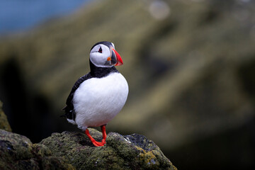 atlantic puffin portrait