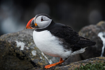 atlantic puffin or common puffin