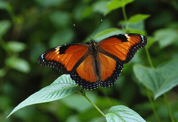 Naklejka premium Butterfly on a flower with beautiful colors