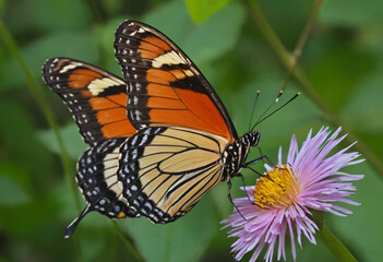 Fototapeta premium Butterfly on a flower with beautiful colors