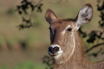 Wasserbock / Waterbuck / Kobus ellipsiprymnus