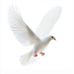 Fototapeta premium White dove as a symbol of peace and equality on a white background