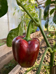 photo red pepper in a greenhouse on a branch close-up summer autumn harvest
