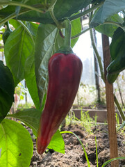 photo red pepper in a greenhouse on a branch close-up summer autumn harvest
