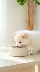 Adorable fluffy puppy eating from bowl in sunlit room