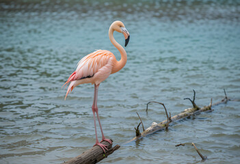 Flamingo pink with water 