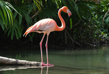 Flamingo pink with water 