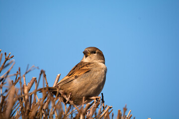 bird in the sky