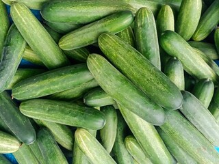 fresh cucumbers in the market