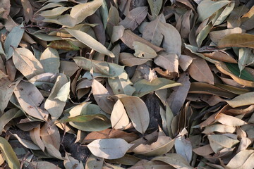 Dry leaves for background. Autumn.
