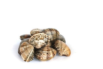 Clams on white background. Seafood.
