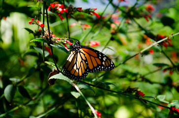 butterfly on flower