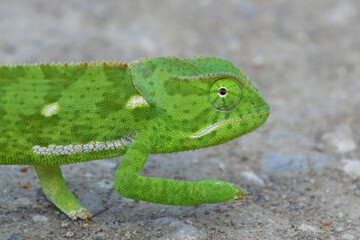 Lappenchamäleon / Flap-necked chameleon / Chamaeleo dilepis.