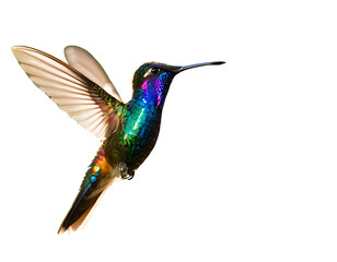 Obraz premium 3. A photo of a rainbow-colored glass hummingbird shining in the sun. The hummingbird has rich details and realistic light and shadow effects. The background is a blurred forest. The hummingbird work 