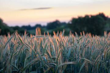 Grain Field at Sunset