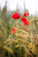 Poppies in Grain Field