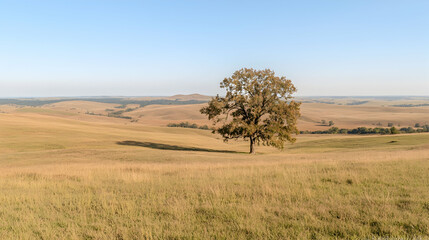 Obraz premium Lone tree in rolling hills landscape, sunrise