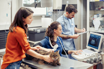 Obraz premium Veterinary professionals examining a cat during an ultrasound procedure in a clinic setting in the afternoon