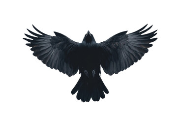 Crow isolated on transparent background.