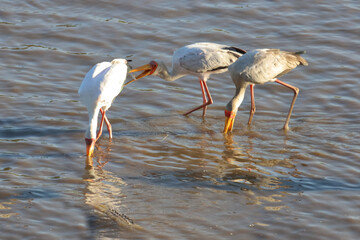 Nimmersatt / Yellow-billed stork / Mycteria ibis