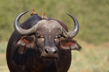 Kaffernbüffel und Gelbschnabel-Madenhacker / African buffalo and Yellow-billed oxpecker / Syncerus...