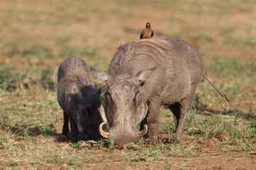 Warzenschwein und Gelbschnabel-Madenhacker / Warthog and Yellow-billed oxpecker / Phacochoerus...