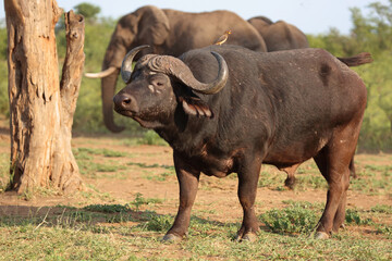 Obraz premium Kaffernbüffel und Gelbschnabel-Madenhacker / African buffalo and Yellow-billed oxpecker / Syncerus caffer et Buphagus africanus.