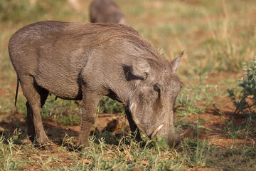 Warzenschwein / Warthog / Phacochoerus africanus
