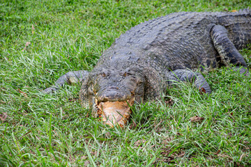 rocodylus porosus.The crocodile, a master of its environment, rests amidst the tall grass.