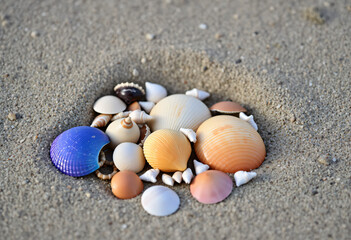 Colorful seashells on the beach
