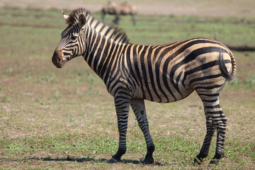 Steppenzebra / Burchell's zebra / Equus quagga burchellii