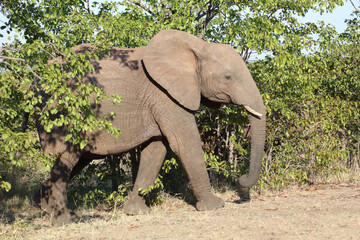 Obraz premium Afrikanischer Elefant / African elephant / Loxodonta africana