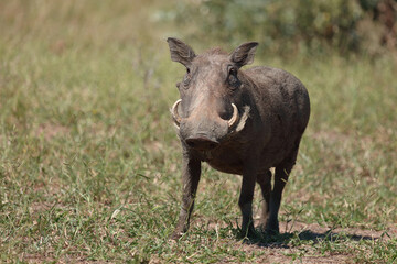 Fototapeta premium Warzenschwein / Warthog / Phacochoerus africanus..
