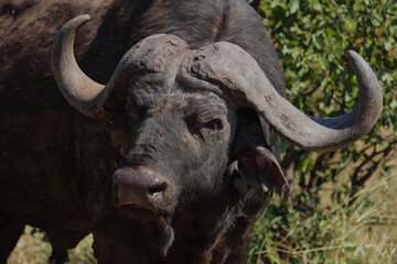 Kaffernbüffel / African buffalo / Syncerus caffer