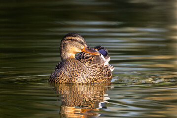 mallard duck in a pond in the morning light