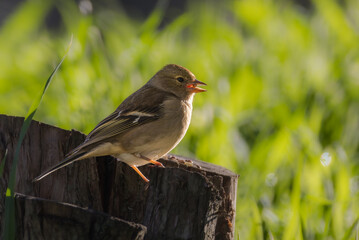 Eurasian Chaffinch perched on a branch in the morning light