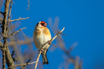 European Goldfinch perched on a branch in the morning light