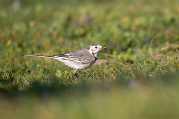 White Wagtail near a pond in the morning light