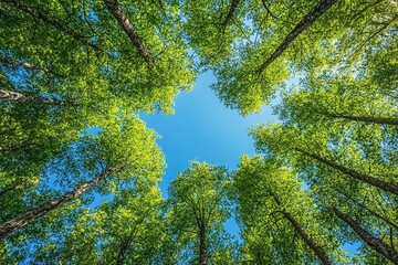 A view from below, looking up at the green treetops in a forest, with a backdrop of clear blue sky.