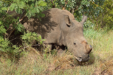 Fototapeta premium Breitmaulnashorn / Square-lipped rhinoceros / Ceratotherium simum.