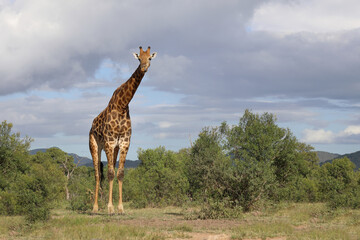 Giraffe / Giraffe / Giraffa camelopardalis
