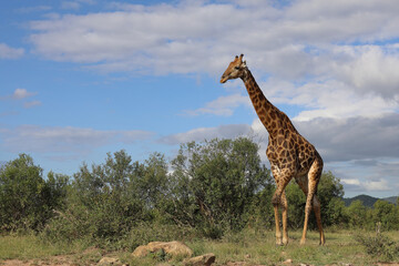 Giraffe / Giraffe / Giraffa camelopardalis