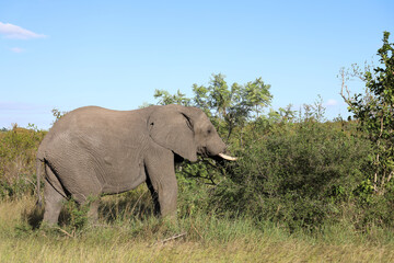 Naklejka premium Afrikanischer Elefant / African elephant / Loxodonta africana