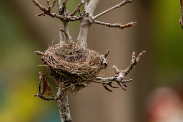 A bird's nest in a tree