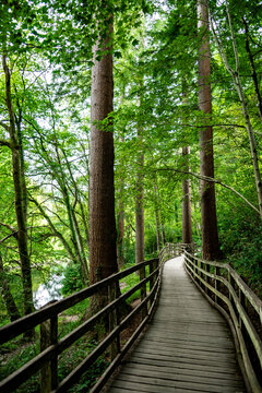 Forest Hiking Walk Near Village Betws-y-Coed In Snowdonia National Park In Wales, United Kingdom