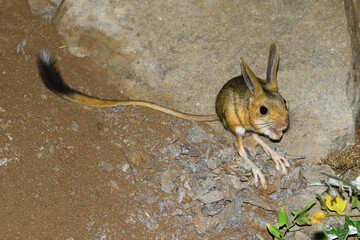 The jerboa (Scarturus williamsi) is a species in danger of extinction and is on the red list.