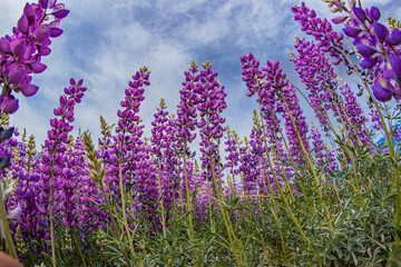 Looking up at giant lupine wildflowers. field of lavender