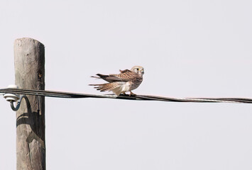 Common Kestrel perched on an electric wire.