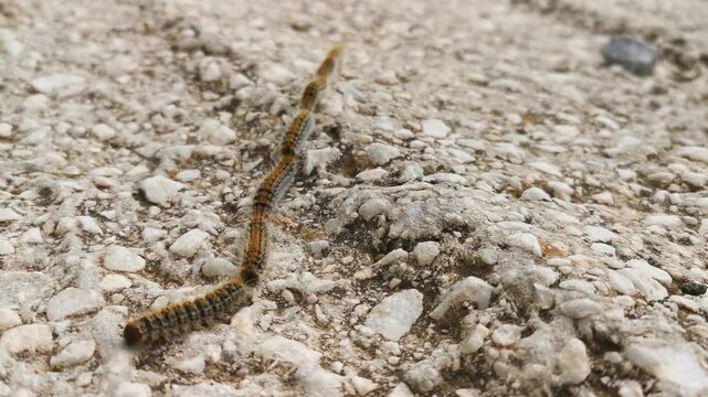 Video  de orugas procesionaria en movimiento.