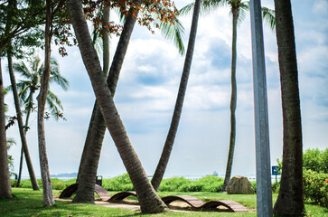 palm trees on the beach
